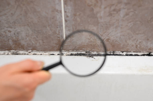 Best Preventive Mold Services in Wakefield, MI